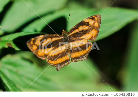 A butterfly on a leaf, Athyma nefte, is found in open, forested areas. A butterfly on a leaf, Athyma nefte, is found in open, forested areas. 106420816