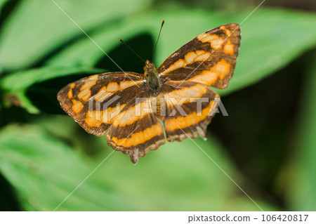 A butterfly on a leaf, Athyma nefte, is found in open, forested areas. A butterfly on a leaf, Athyma nefte, is found in open, forested areas. 106420817