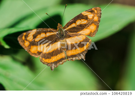 A butterfly on a leaf, Athyma nefte, is found in open, forested areas. 106420819