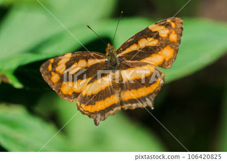 A butterfly on a leaf, Athyma nefte, is found in open, forested areas. A butterfly on a leaf, Athyma nefte, is found in open, forested areas. 106420825