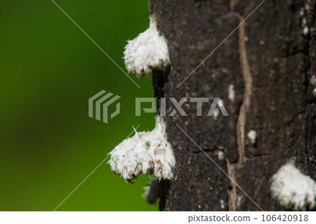 Pseudococcidae White on the tree trunk in the forest 106420918