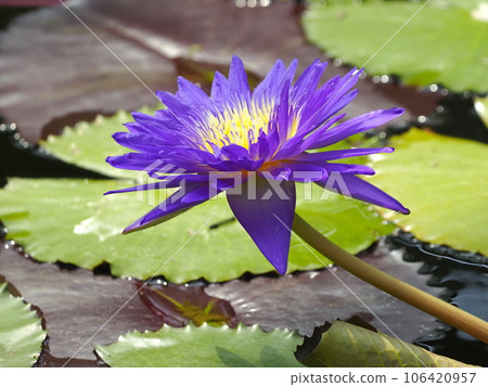 Water lily 106420957