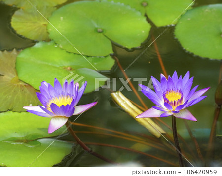 睡蓮 106420959