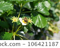 草莓花上的蜜蜂 106421187