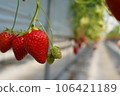 草莓採摘農場的溫室裡鋪滿了草莓 106421189