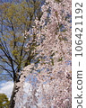 盛開的櫻花樹 106421192