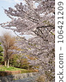 櫻花盛開 106421209