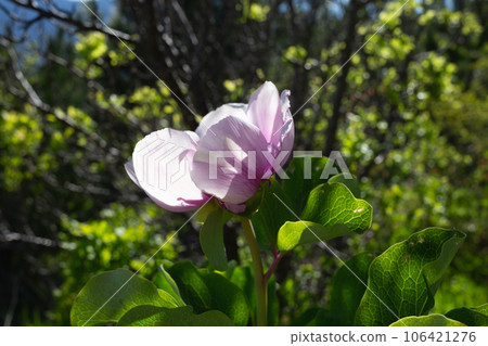 pink fresh beautiful wild peony surrounded by bright greenery in the forest 106421276