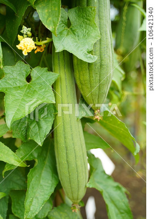 絲瓜絡、絲瓜絡、水果、葉子、綠色、大、絲瓜絡水果、植物、綠色、戶外、日本、東京、自然、藥用植物園、植物 絲瓜絡、絲瓜絡、水果、葉子、綠色、大、絲瓜絡水果、植物、綠色、戶外、日本、東京、自然、藥用植物園、植物 106421340