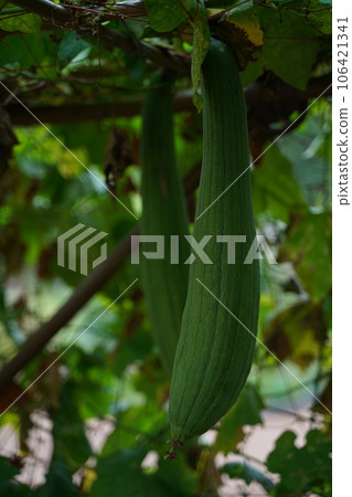 loofah, loofah, fruit, leaf, green, large, loofah fruit, plant, green, outdoors, Japan, Tokyo, nature, medicinal plant garden, plant 106421341