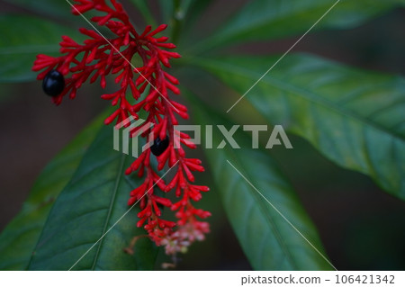 Indian jaboku, medicinal herb, blood pressure, India, folk medicine, reserpine, analgesic, red, fruit, flower, plant, green, outdoors, Japan 106421342