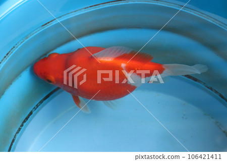 金魚：越後青花魚（新潟縣產） 106421411