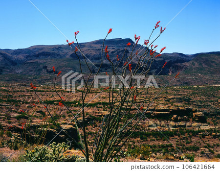 Along The Apache Trail Arizona on Film 106421664
