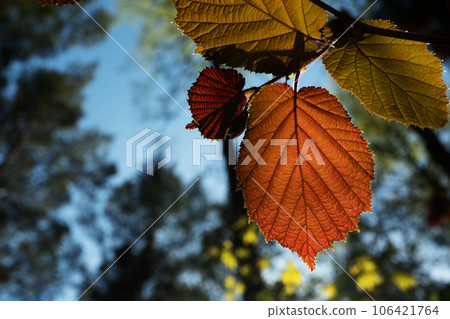 Selective focus of fresh red common hazel leaf illuminated by the sun. 106421764