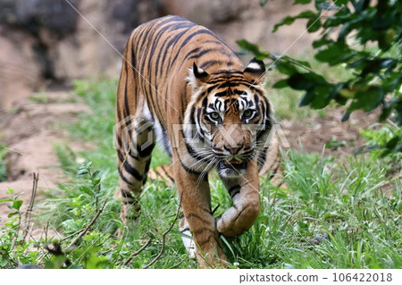Sumatran tiger walking 106422018