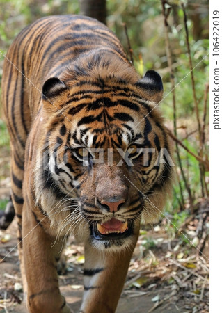 sumatran tiger looking at camera 106422019