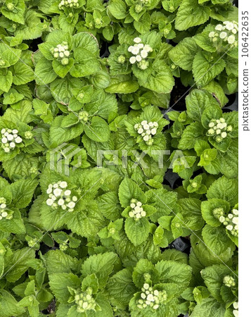 盛開的馬鞭草白色 106422635