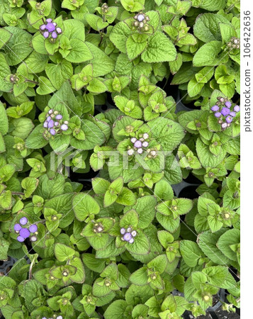 盛開的紫色馬鞭草 106422636