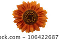 Sunflower 'Moulin Rouge' orange-red flower isolated on white 106422687