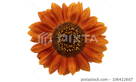 Sunflower 'Moulin Rouge' orange-red flower isolated on white Sunflower 'Moulin Rouge' orange-red flower isolated on white 106422687