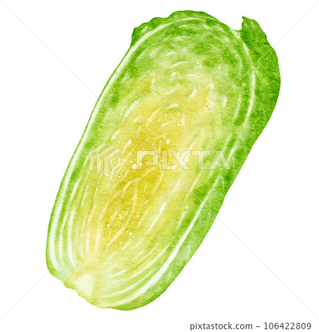 watercolor chinese cabbage kimchi clipart 106422809