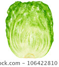watercolor chinese cabbage kimchi clipart 106422810