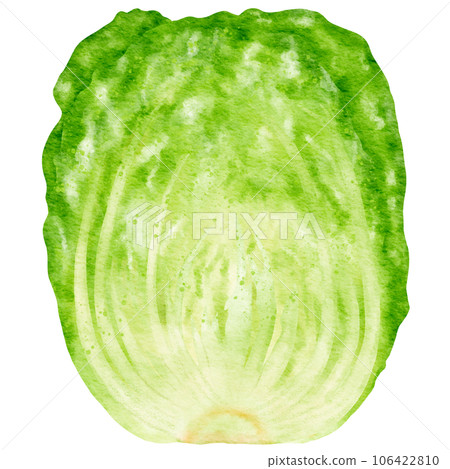 watercolor chinese cabbage kimchi clipart 106422810