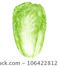 watercolor chinese cabbage kimchi clipart 106422812