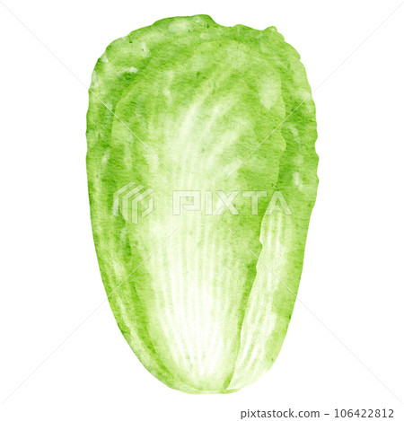 watercolor chinese cabbage kimchi clipart 106422812