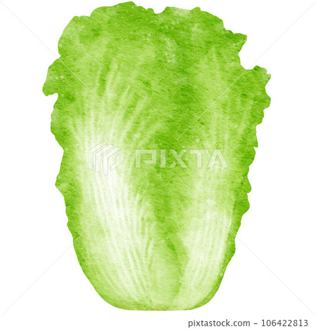 watercolor chinese cabbage kimchi clipart 106422813