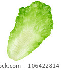 watercolor chinese cabbage kimchi clipart 106422814