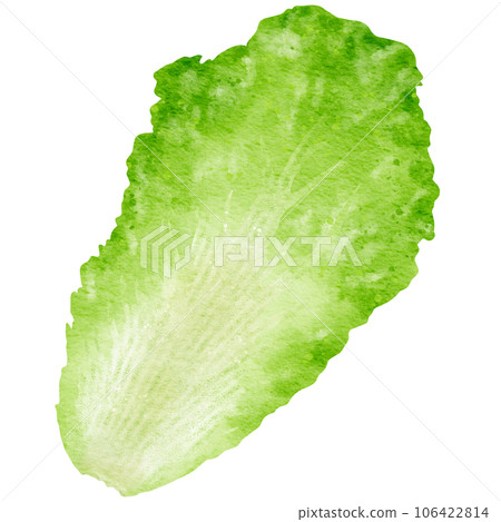 watercolor chinese cabbage kimchi clipart 106422814