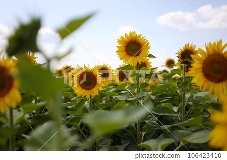 Close up blooming bright heads of sunflowers with green petals at sunlight. Botany. Cultivation of eco oilseeds. Harvest agriculture time. Sunflower seeds. Advertisement for sunflower vegetable oil Close up blooming bright heads of sunflowers with green petals at sunlight. Botany. Cultivation of eco oilseeds. Harvest agriculture time. Sunflower seeds. Advertisement for sunflower vegetable oil 106423410