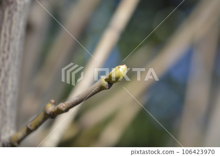 European bladdernut 106423970