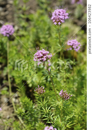 Caucasian crosswort Caucasian crosswort 106423982