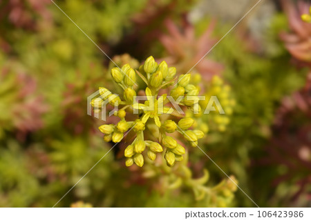 Rock stonecrop Angelina Rock stonecrop Angelina 106423986