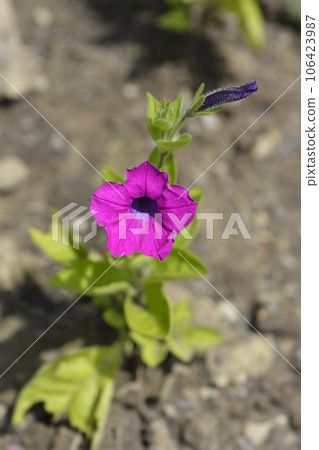 Violet petunia 106423987
