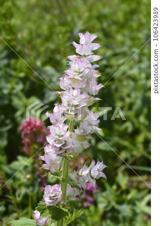 Clary sage Clary sage 106423989