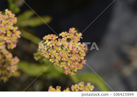 Milly Rock Yellow Terracotta Yarrow 106423994