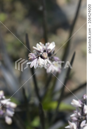 Black Mondo Grass Black Mondo Grass 106424000