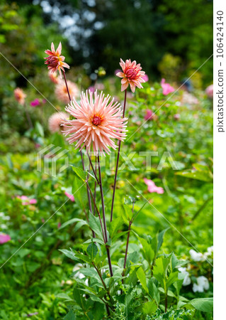 Pink Dahila pinnate or - garden dahlia. Summer garden flowers in bloom. 106424140