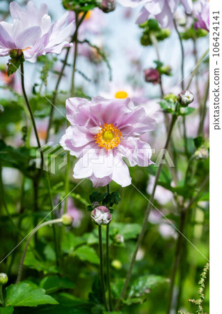 Grape leaf pink anemone flower in bloom. Beautiful summer garden 106424141