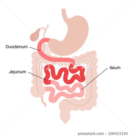 Tiny intestine poster Tiny intestine poster 106425193