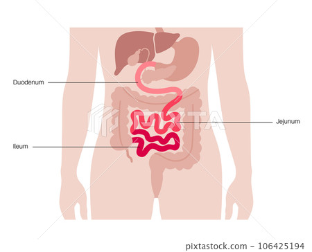 Tiny intestine poster 106425194