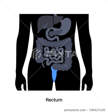 Large intestine anatomy Large intestine anatomy 106425195