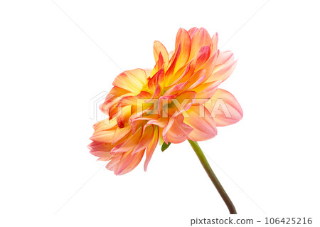dahlia isolated 106425216