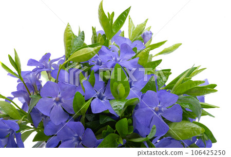 periwinkle flowers isolated 106425250