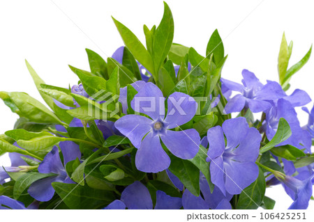 periwinkle flowers isolated 106425251