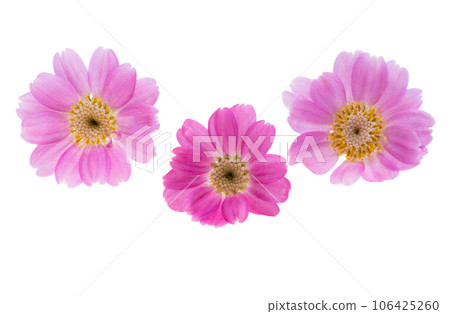 cineraria flower isolated 106425260
