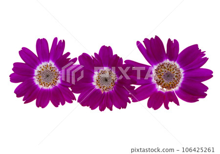 cineraria flower isolated 106425261